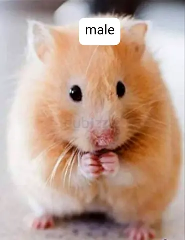 2 syrian hamster , 1 female and 1 male