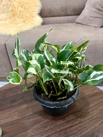 Variegated njoy pothos (Scindapsus/ Epipremnum) in 10cm Pot - Healthy Indoor Plant