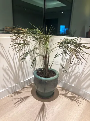 Indoor Potted Palm-like Plant in Ceramic Pot
