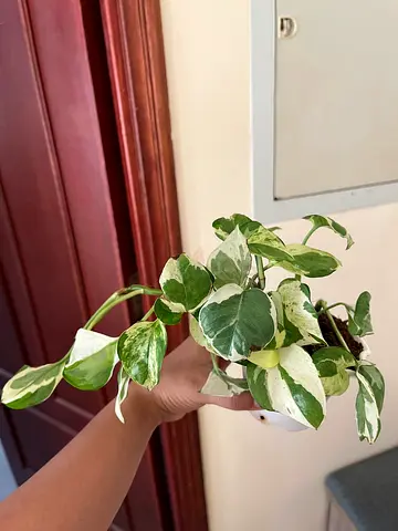 Variegated Pothos (Epipremnum aureum) in Small Pot - Healthy Trailing Houseplant