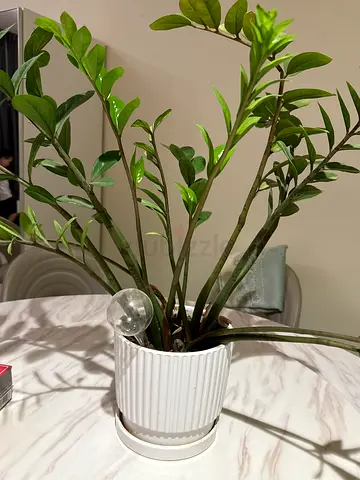 Healthy Potted ZZ Plant in White Ceramic Pot — Ready to Go