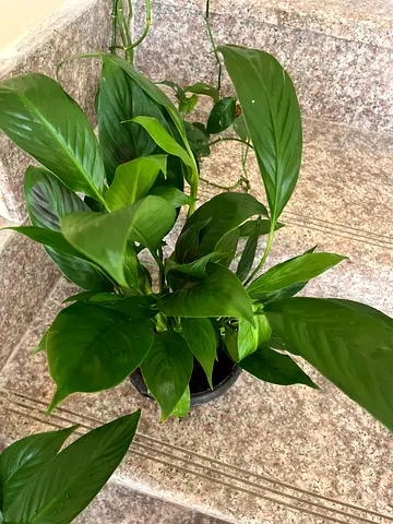 Peace lilly Potted Plant - Easy Care