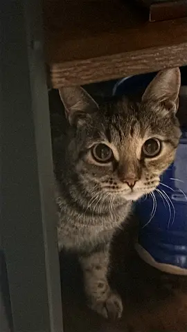 Friendly cat available for rehoming — indoor cat