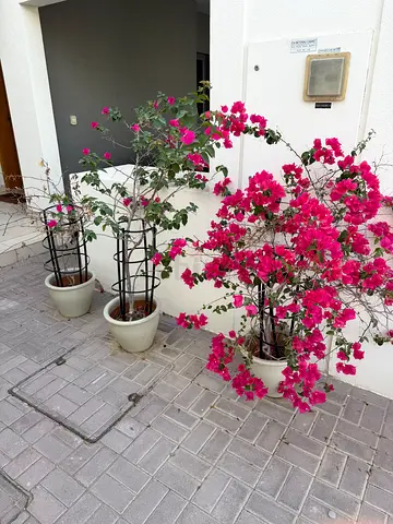 Three Potted Bougainvillea Plants with Metal Trellises