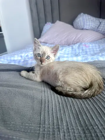 Female kitten for adoption