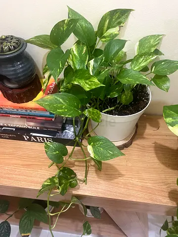 Healthy Golden Pothos (Epipremnum aureum) in White Pot
