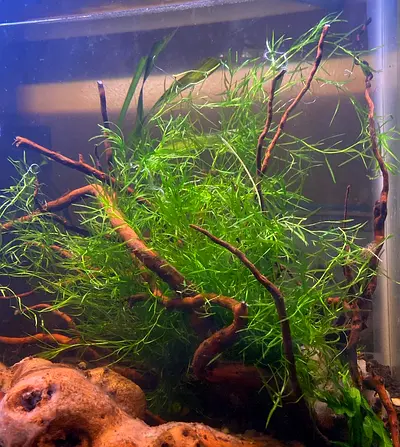 Aquarium plants- Guppy Grass