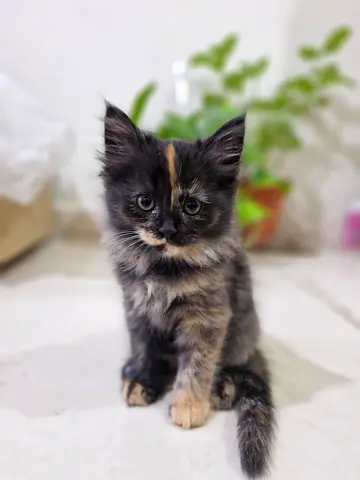 Kitten for adoption