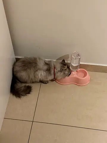 Persian Cat for adoption