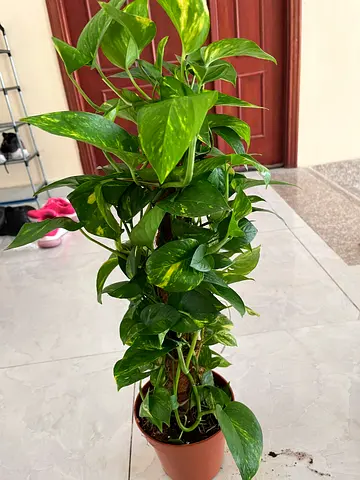 Healthy Golden Pothos (Epipremnum aureum) in Pot - Easy Care Indoor Plant