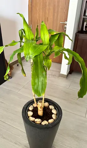 Indoor Dracaena Plant in Black Pot — Ready to Brighten a Room