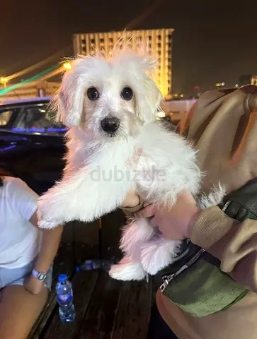 Adorable white Maltese puppy looking for a new home