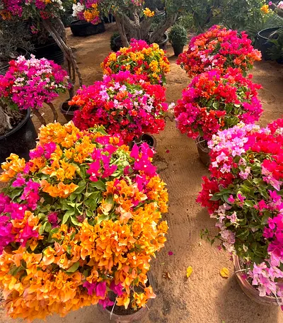 Multi Color Clay pot Bougainville