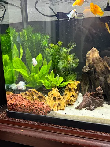 Planted 40cm Aquarium with Fish, Plants and Decorations