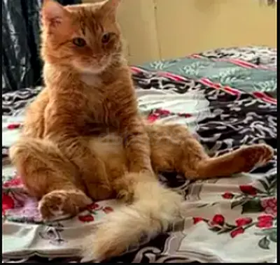 Male cat for FREE ADOPTION