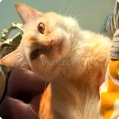 Free adoption 1yr Vaccinated Female cat