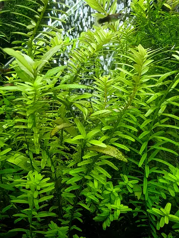 Aquarium Plants Trimmings for Sale - Rotala Rotundifolia (green)