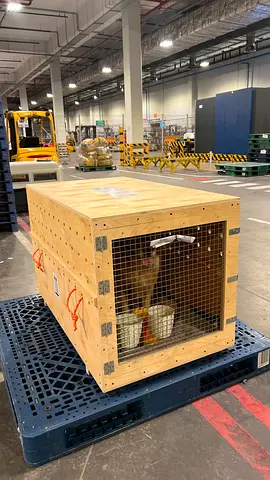 For free! dog carrier