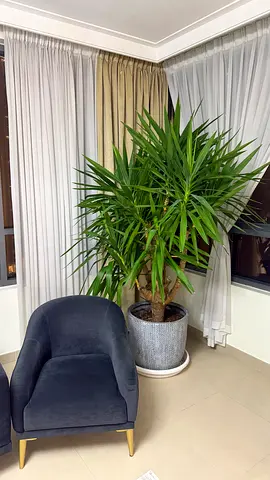 Large indoor potted Dracaena plant with decorative planter
