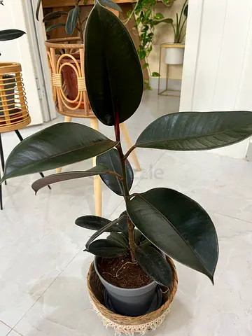 Large Rubber Plant (Ficus Elastica)