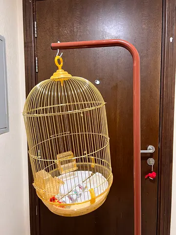 bird cage for sale قفص عصافير