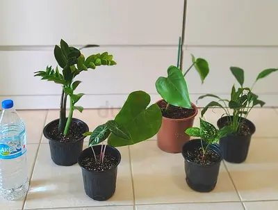 Take all 5 easy to take care  indoor plants  60 dhs only
