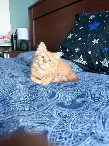 7 months kitten for adoption