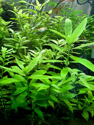 Aquarium Plants Trimmings for Sale - Hygrophila polysperma
