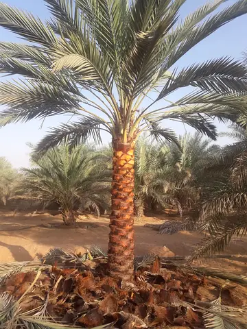 PALM tree for sell 1.30 meter 2.50 meter
