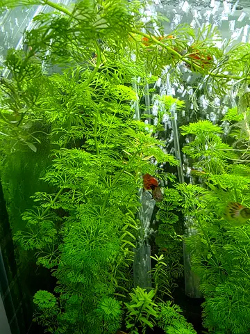 Aquarium Plants Trimmings for Sale - Fanwort (Cabomba caroliniana)