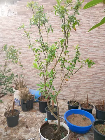 2 lemon plants for sale due to shifting