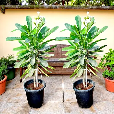 Pair of large potted Plumeria (Frangipani) trees - healthy, flowering