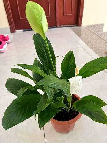 Peace Lily (Spathiphyllum) Potted Indoor Plant - Healthy Green Foliage
