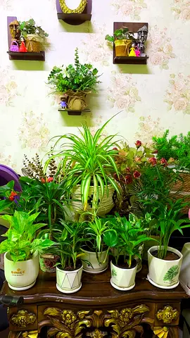 10 indoorplants for sale