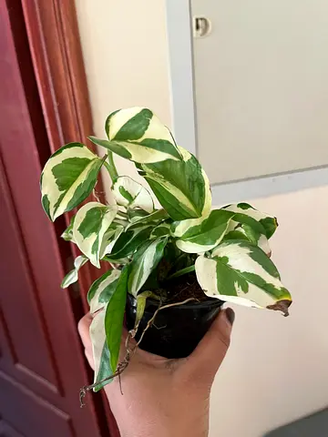 Variegated Pothos (Epipremnum) - Healthy Small Houseplant