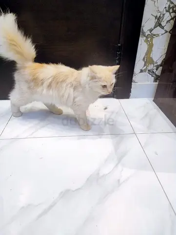 Young female cream long-haired cat available for adoption, non vaccinated