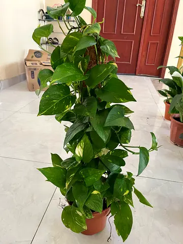 Healthy Golden Pothos (Epipremnum) in 15cm Pot — Climbing Vine