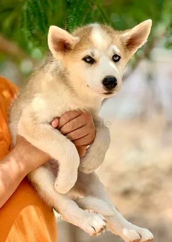 ⭐ Akita Inu 2½-Month Puppy ⭐ female - (Hatchi) - symbol of loyalty