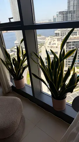 Pair of Large Snake Plants (Sansevieria) in Pots — Great Condition