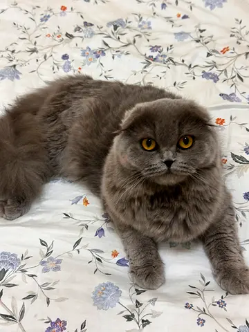 Cat for free adoption