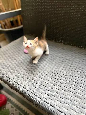 Friendly 2-month-old male Kitten Looking for a Home