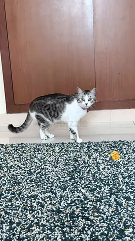 Young male Tabby cat - friendly, looking for a new home