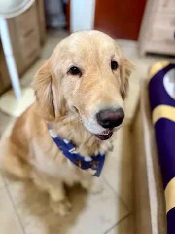 Golden Retriever for Adoption