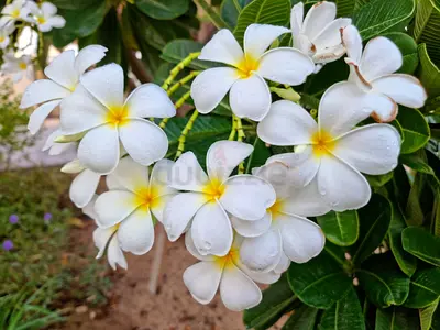 Mature Singapore Frangipani (Plumeria)