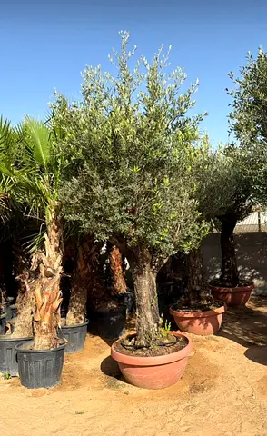 Potted mature olive tree in terracotta planter - healthy outdoor specimen