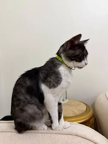 Young indoor cat available for adoption - friendly, litter trained