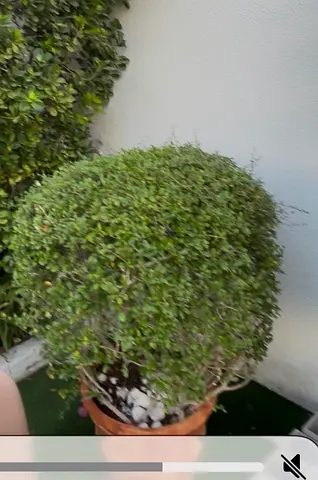 Well-maintained round topiary potted plant — ready for garden or balcony