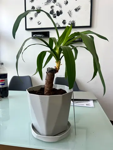 Yucca Cane (Yucca elephantipes)