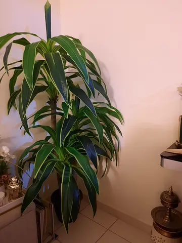 Artificial plants new.