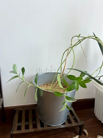 Desert Rose / Adenium